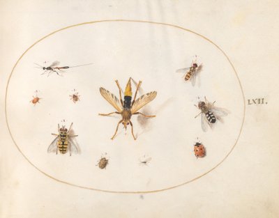 Plate 62: Ten Insects by Joris Hoefnagel