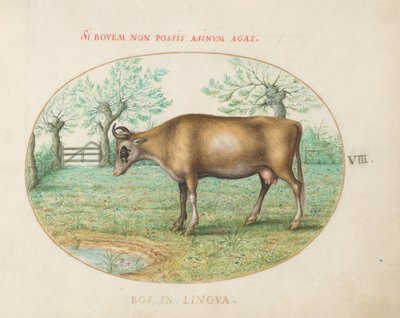 Plate 8: A Cow by Joris Hoefnagel