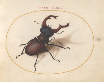 Scarab Beetle by Joris Hoefnagel