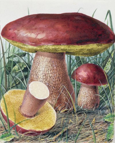Study of Fungus by Josef Fleischmann