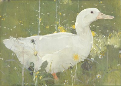 The White Drake by Joseph Crawhall