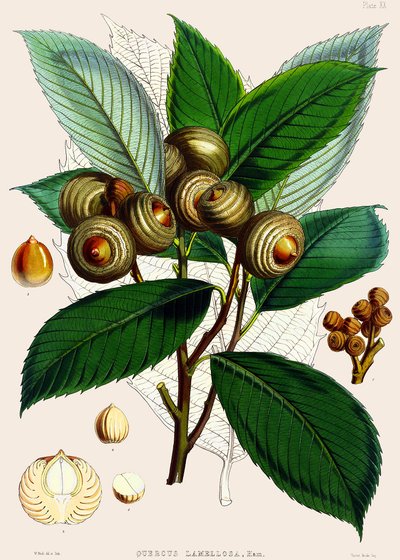 Quercus lamellosa by Joseph Dalton Hooker