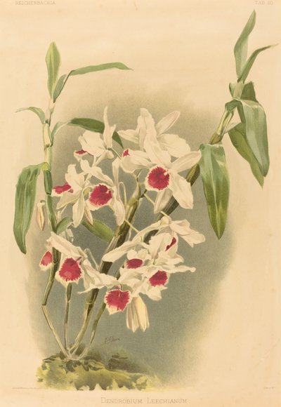 Dendrobium Leechianum by Joseph Mansell