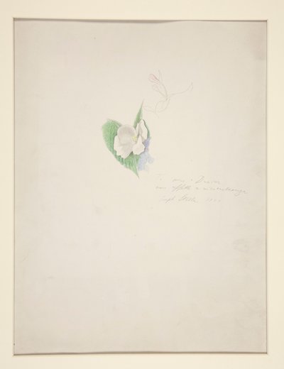 Flower by Joseph Stella