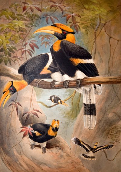 Concave casque Hornbill by Joseph Wolf