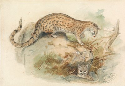 Genets by Joseph Wolf