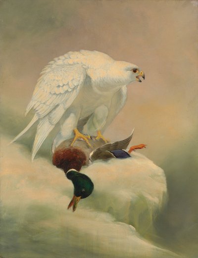 Gyrfalcon and Mallard by Joseph Wolf