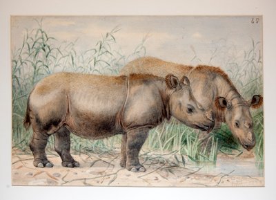 Hairy Eared Rhinoceros by Joseph Wolf