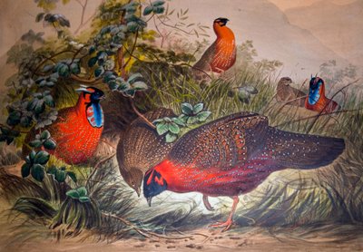 Horned Tragopan by Joseph Wolf