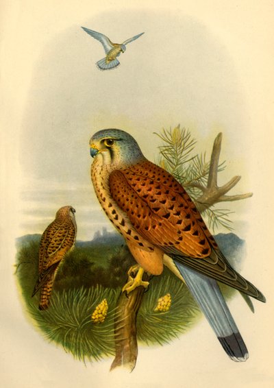 Kestrel by Joseph Wolf