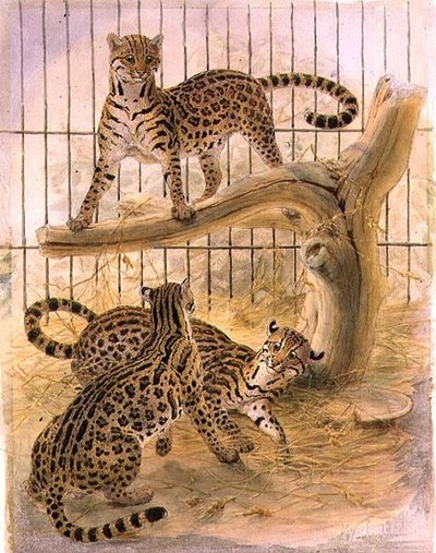 Ocelots in a Cage by Joseph Wolf