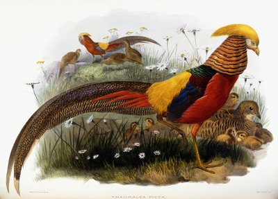 Thaumalea Picta by Joseph Wolf