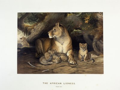 The African Lioness by Joseph Wolf