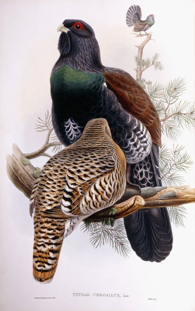 Wood Grouse by Joseph Wolf
