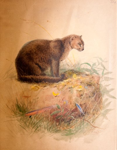 Yaguarundi Cat, 1851-69 by Joseph Wolf