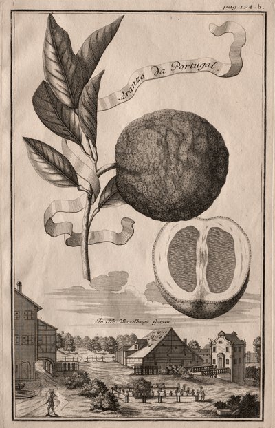 Nurnbergische Hesperides: Aranzo da Portugal by Joseph de Montalegre