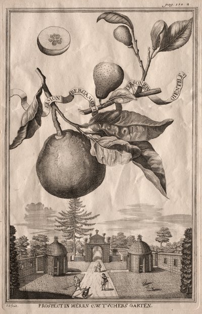 Nurnbergische Hesperides: Limon bergamotto personzin gientile by Joseph de Montalegre