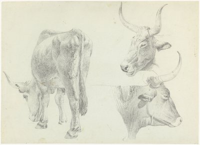 Three Studies of Italian Cattle by Josephus Augustus Knip