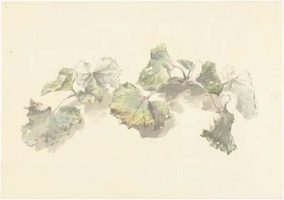 Study of Leaves by Josephus Augustus Knip