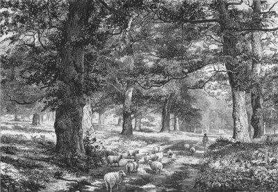 In Sherwood Forest, c1875 by Josiah Wood Whymper