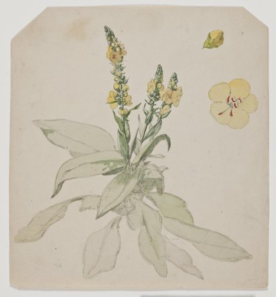 Blooming Mullein by Jørgen Roed