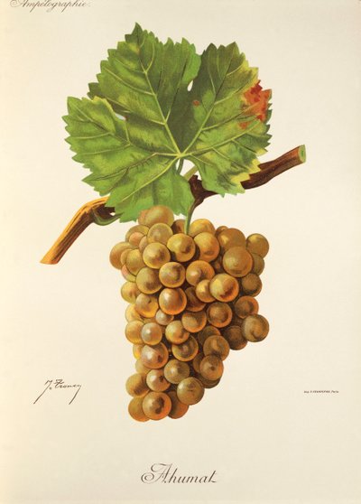 Ahumat grape by Jules Troncy