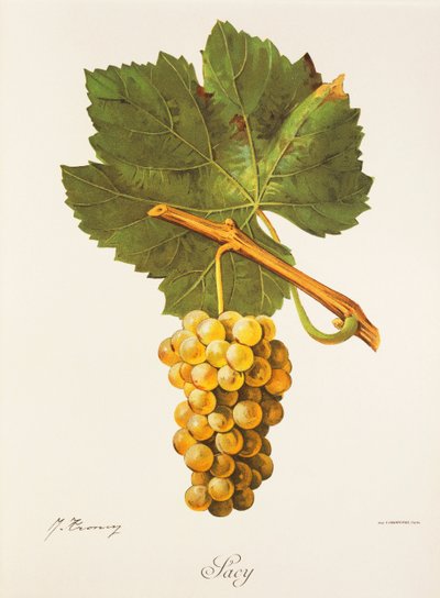 Albourla grape by Jules Troncy