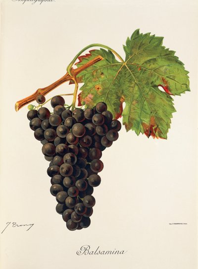 Balsamina grape by Jules Troncy