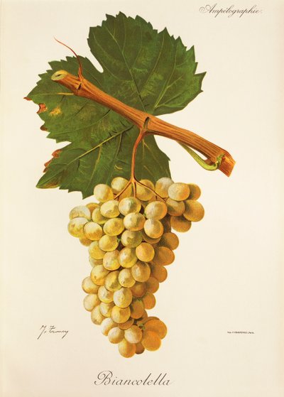 Biancolella grape by Jules Troncy