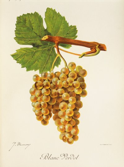 Blanc Verdet Grape by Jules Troncy