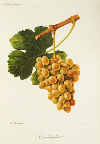 Bourboulenc grape by Jules Troncy