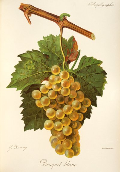 Braquet Blanc grape by Jules Troncy