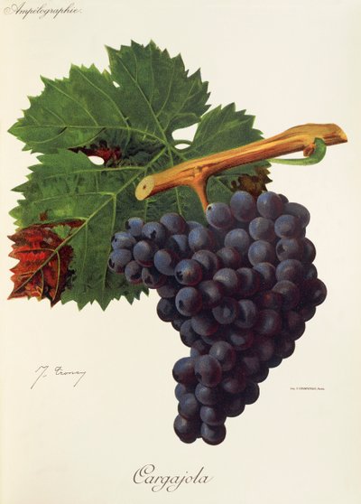 Cargajola grape by Jules Troncy