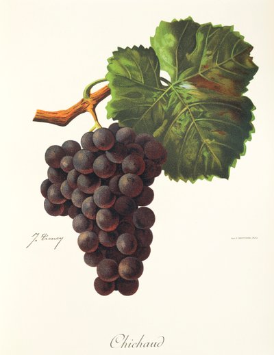 Chichaud Grape by Jules Troncy