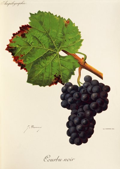 Courbu Noir grape by Jules Troncy