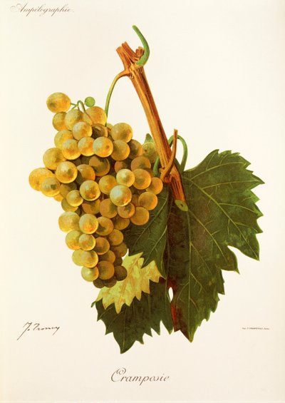 Cramposie Grape by Jules Troncy