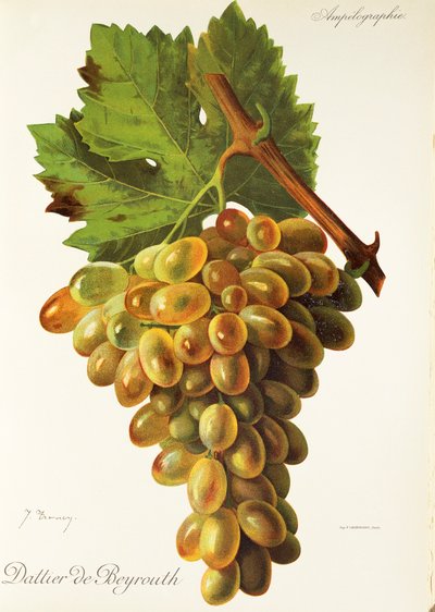 Dattier de Beyrouth grape by Jules Troncy