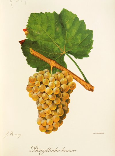 Donzellinho Branco grape by Jules Troncy
