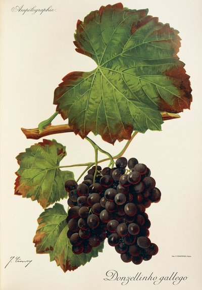 Donzellinho gallego grape by Jules Troncy