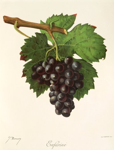 Enfarine