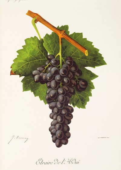 Etraire del