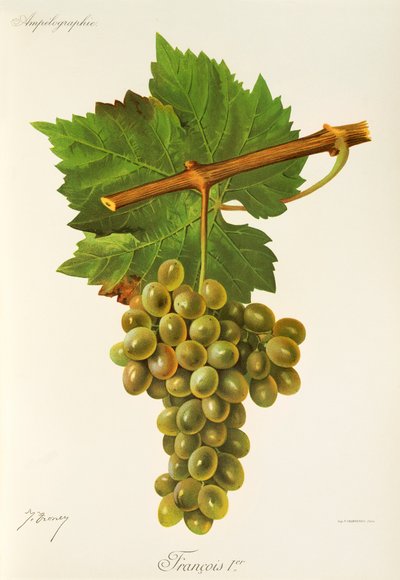 Francois Premier Grape by Jules Troncy