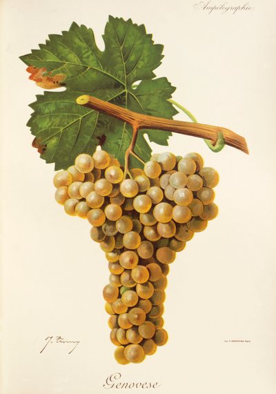 Genovese grape by Jules Troncy