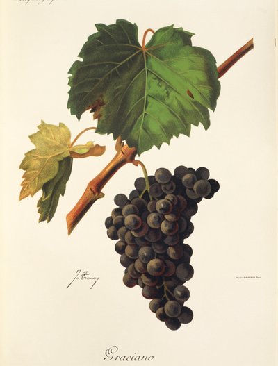 Graciano grape by Jules Troncy