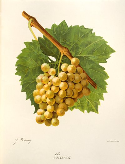 Grassa Grape by Jules Troncy