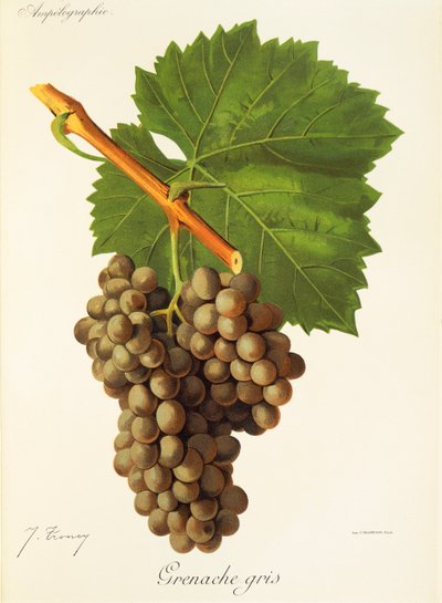Grenache Gris grape by Jules Troncy