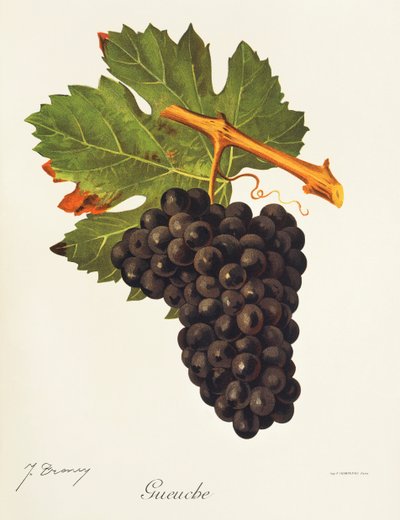 Gueuche grape by Jules Troncy
