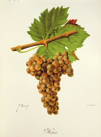 Hans grape by Jules Troncy