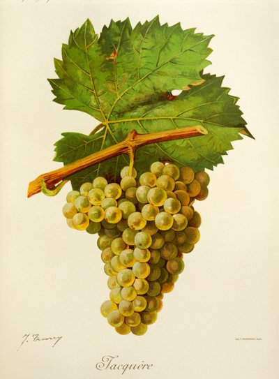 Jacquere grape by Jules Troncy