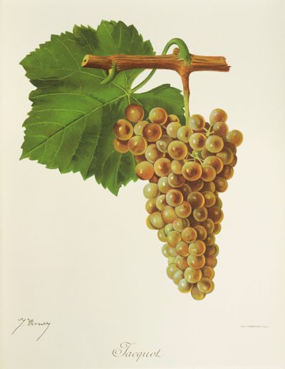 Jacquot Grape by Jules Troncy
